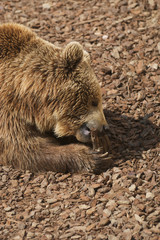 Naklejka premium Orso Bruno - Ursus Arctors