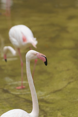 Fenicottero Rosa - Phoenicopterus ruber roseus