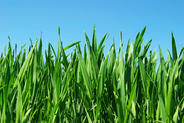 Obraz premium lawn