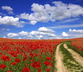 Picturesque  landscape with walkway on the poppies plantation - 14112276