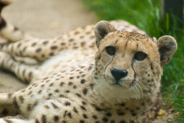 Ghepardo - Acinonyx jubatus