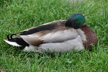 col vert canard