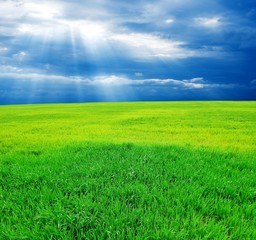 green wheat field at the bright spring day