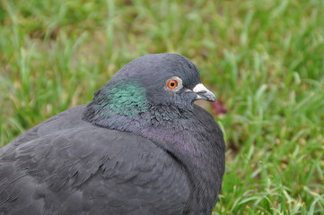 pigeon