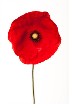 Mohnblume