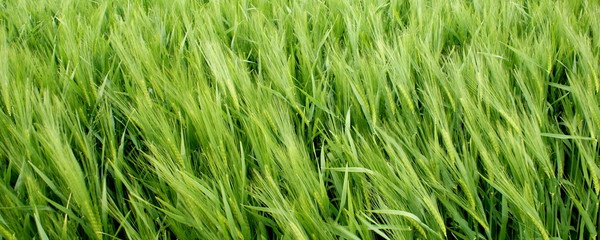 Unreife Gerste im Frühjahrswind