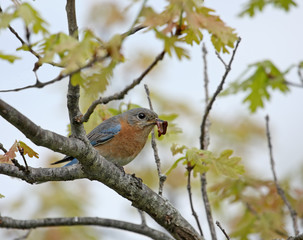 Fototapeta premium Bluebird