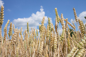 Fototapeta premium golden corn