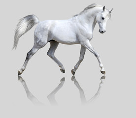 white horse isolated on gray - obrazy, fototapety, plakaty