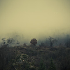 Obraz na płótnie Canvas Mgła