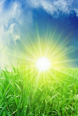 Fototapeta na wymiar green grass in the rays of sun