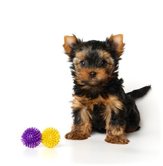 Puppy of the yorkshire terrier with toys