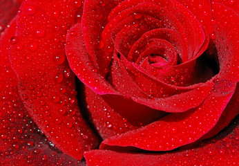 Red rose