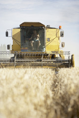 Fototapeta na wymiar Combine Harvester Working In Field