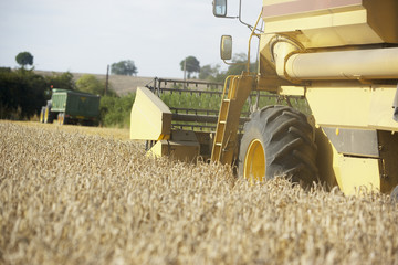 Obraz premium Combine Harvester Working In Field