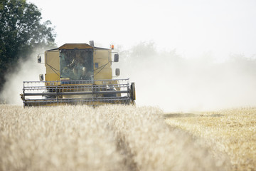 Fototapeta premium Combine Harvester Working In Field