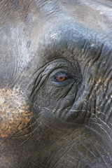 Obraz premium Potrait of an Elephant