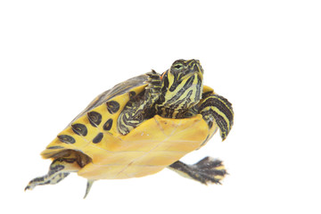 Water turtle isolated on white background