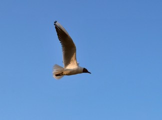 bird