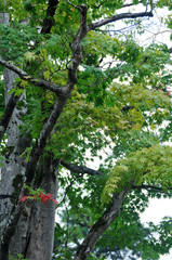 Fototapeta premium Arbre