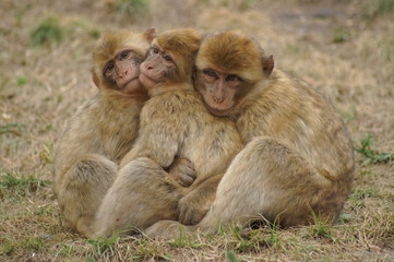 3 Berberaffen