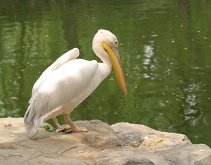 Fototapeta premium pelican