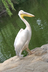 pelican