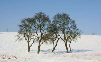 Fototapeta na wymiar Baumgruppe im Winter