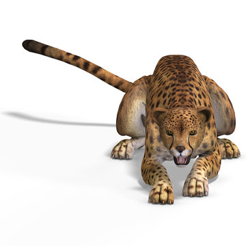 Big Cat Cheetaah
