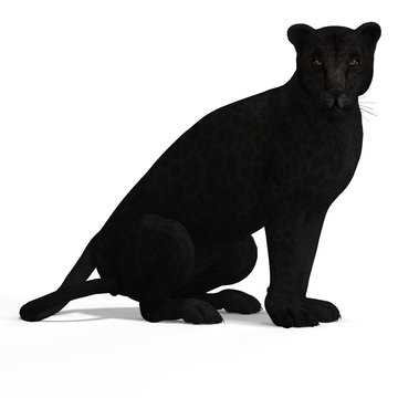 Big Cat Leopard Black