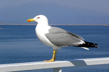 Fototapeta na wymiar Seagull sam