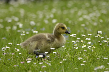 Gänseküken - Kanadagans
