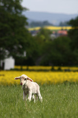 Obraz premium allein