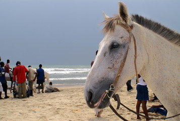 Pferdekopf am Strand von Accra, Ghana