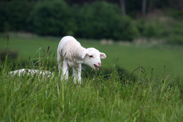 Osterlamm