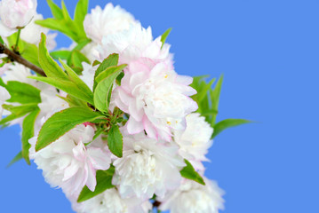 Flowering Almond Macro with Selective Focus Isolated on Blue