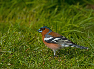 Common Chaffinch