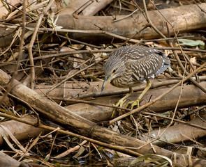 Black-crowned Night Heron juvenile