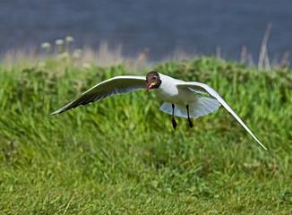 Black-headed Gull scavenging
