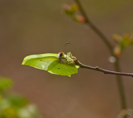 Brimstone Butterfly laying