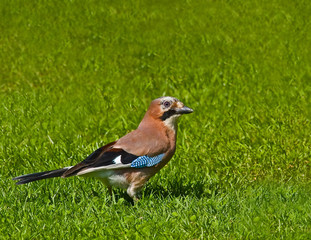 Eurasian Jay in English Garden