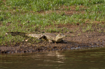Crocodile at Simenti