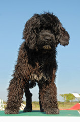 puppy portuguese water dog