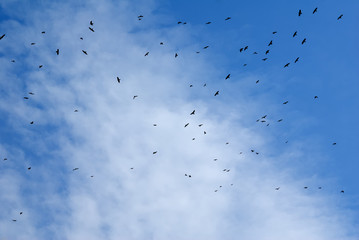 Birds flying in the sky.
