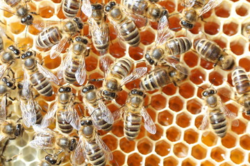 abeille à la ruche