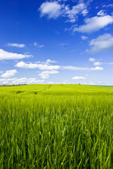 Kornfeld im Frühling