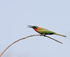 Red-throated Bee-eater about to fly