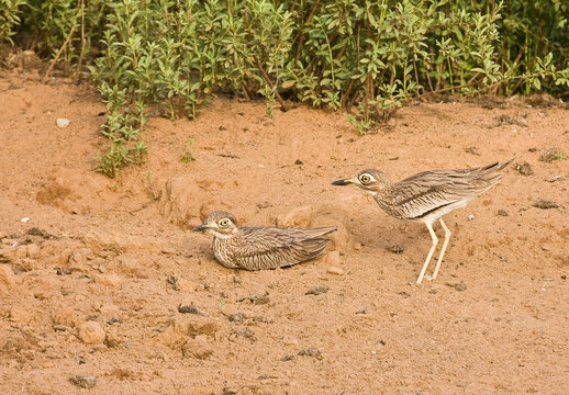 Senegal Thick-knees by the Gambia River