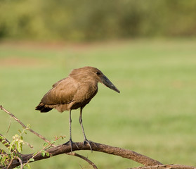 Hammerkop near Simenti