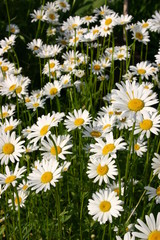 Fototapeta premium Margeriten (Leucanthemum)